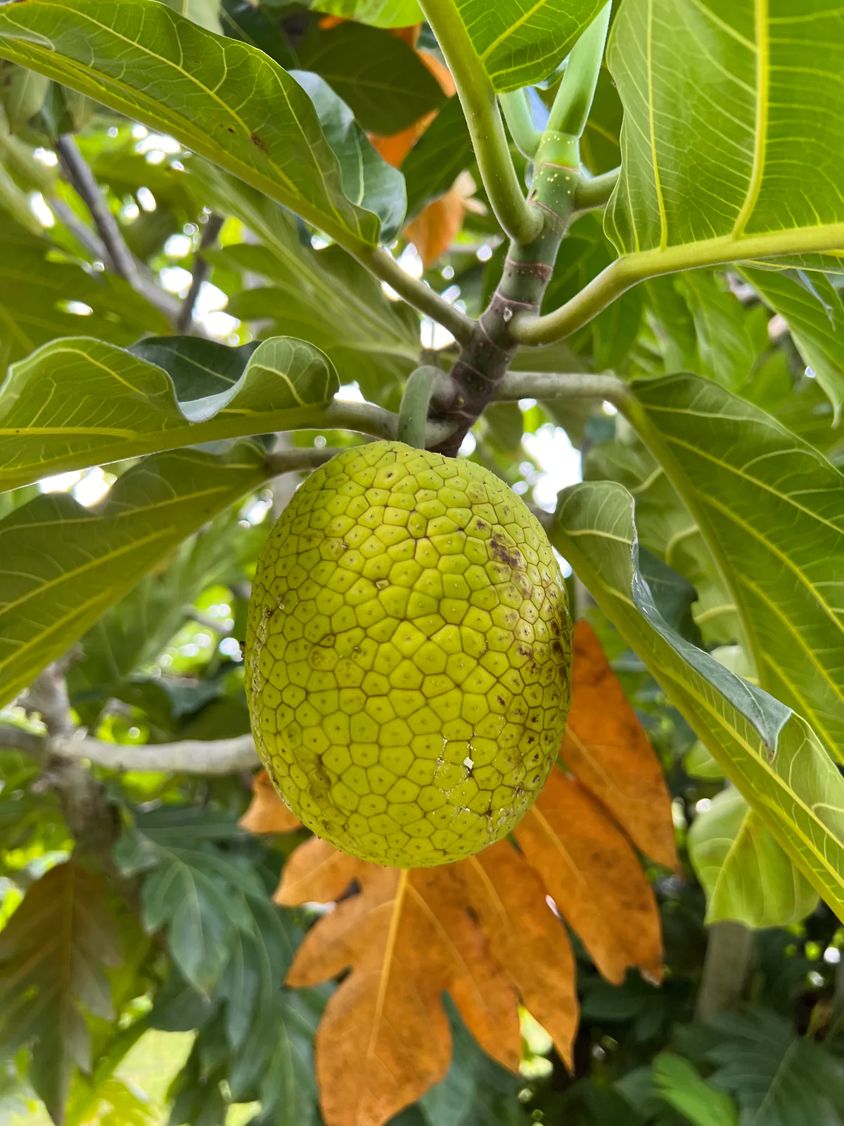 Breadfruit